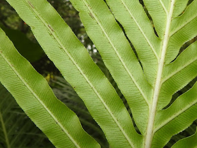 Pinnae of Dwarf tree fern (abaxial side)