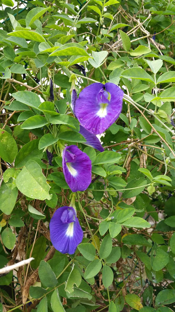 LI NA HERBS: BUTTERFLY PEAFLOWERS (BUNGA TELANG)