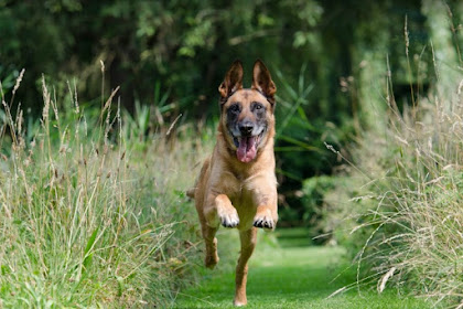 Dog Exercise