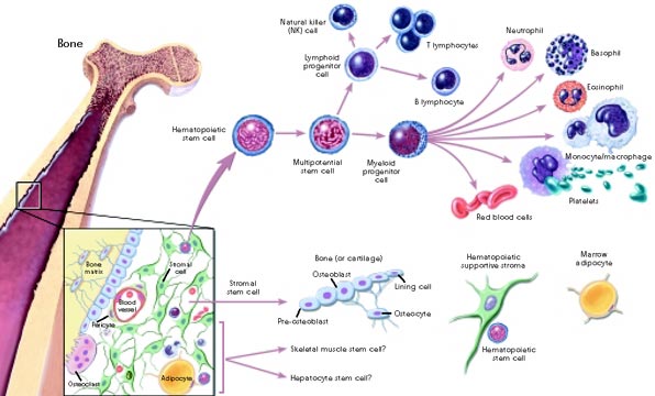 embryonic stem cell research pros. If the embryonic stem