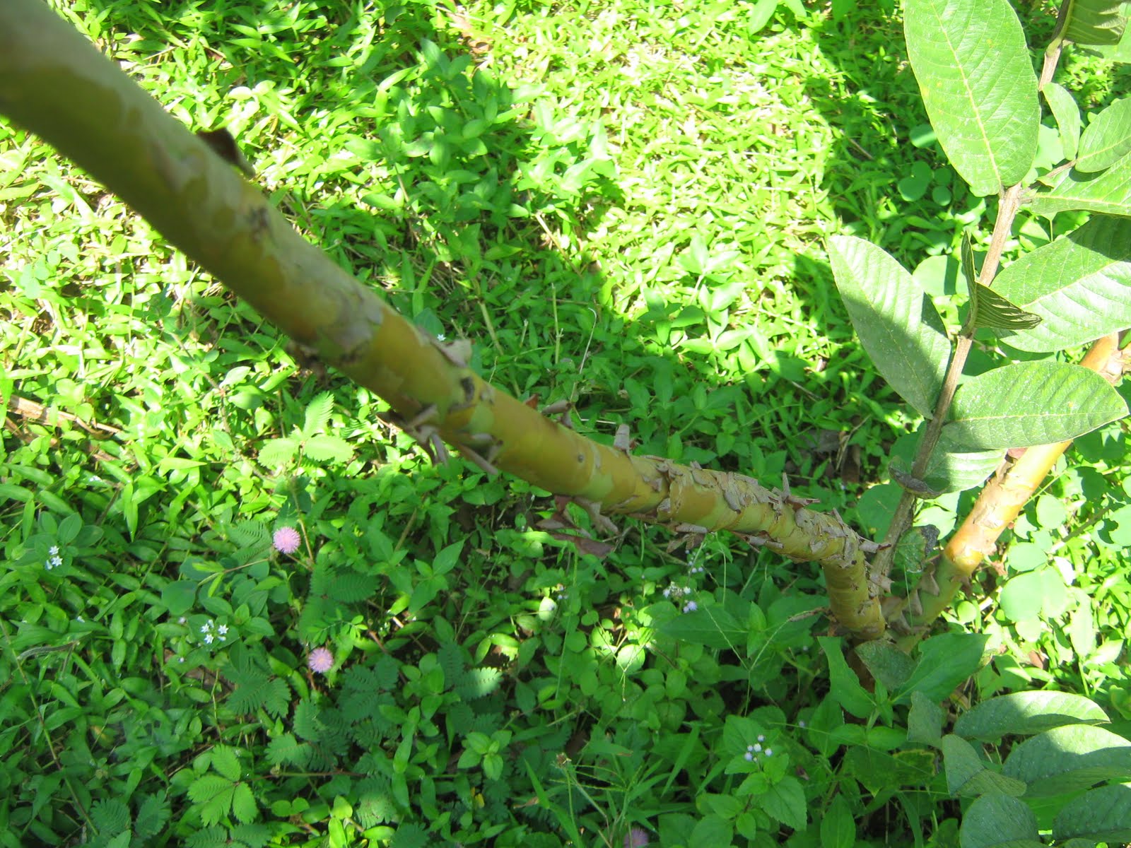 KLASIFIKASI TUMBUHAN BERBIJI Jambu biji Psidium guajava L 