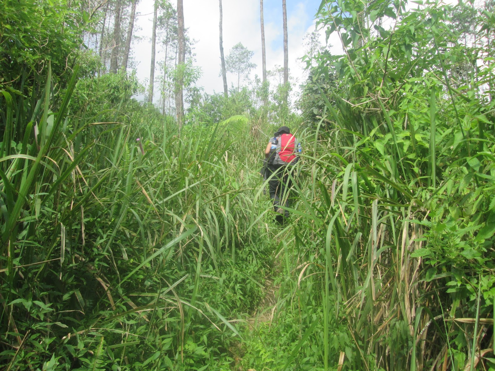 Dari hutan pinus kami terus berjalan sampai di jalur yang samping kanan kirinya alang alang tapi masih banyak terdapat pohon pinus yang besar dengan jarak