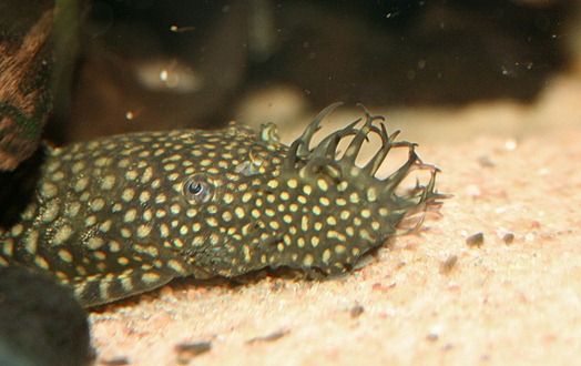 20121107Ancistrus