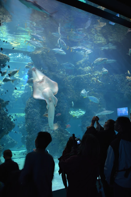 Aquarium Monaco