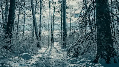 HD Wallpaper Sunlight, Trees, Snow, Winter, Nature