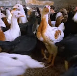 Cara membedakan ayam kampung dengan ayam negri