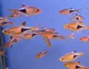 group of rasbora harlequin fish