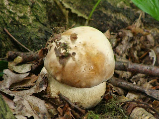 Boletus edulis DSC43174