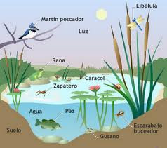 Resultado de imagen para ecosistemas rio