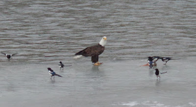 eagle on the ice