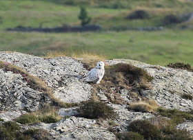 Snowy Owl, Anglesey