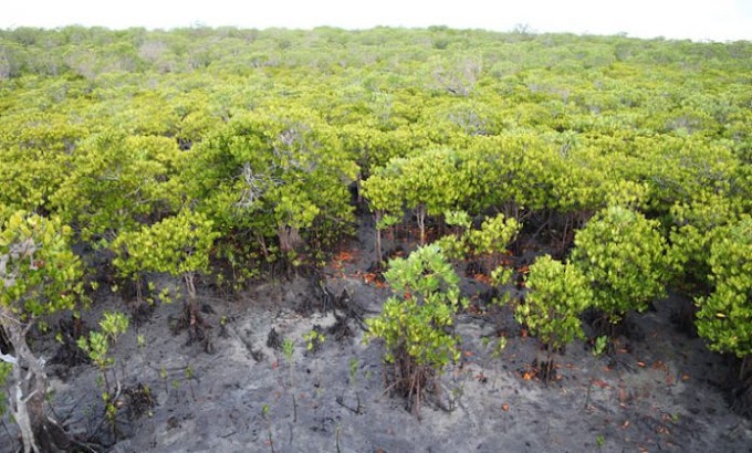 Yata: a ilha que serve para esconder drogas em Nampula