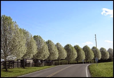 bradford pear tree 4