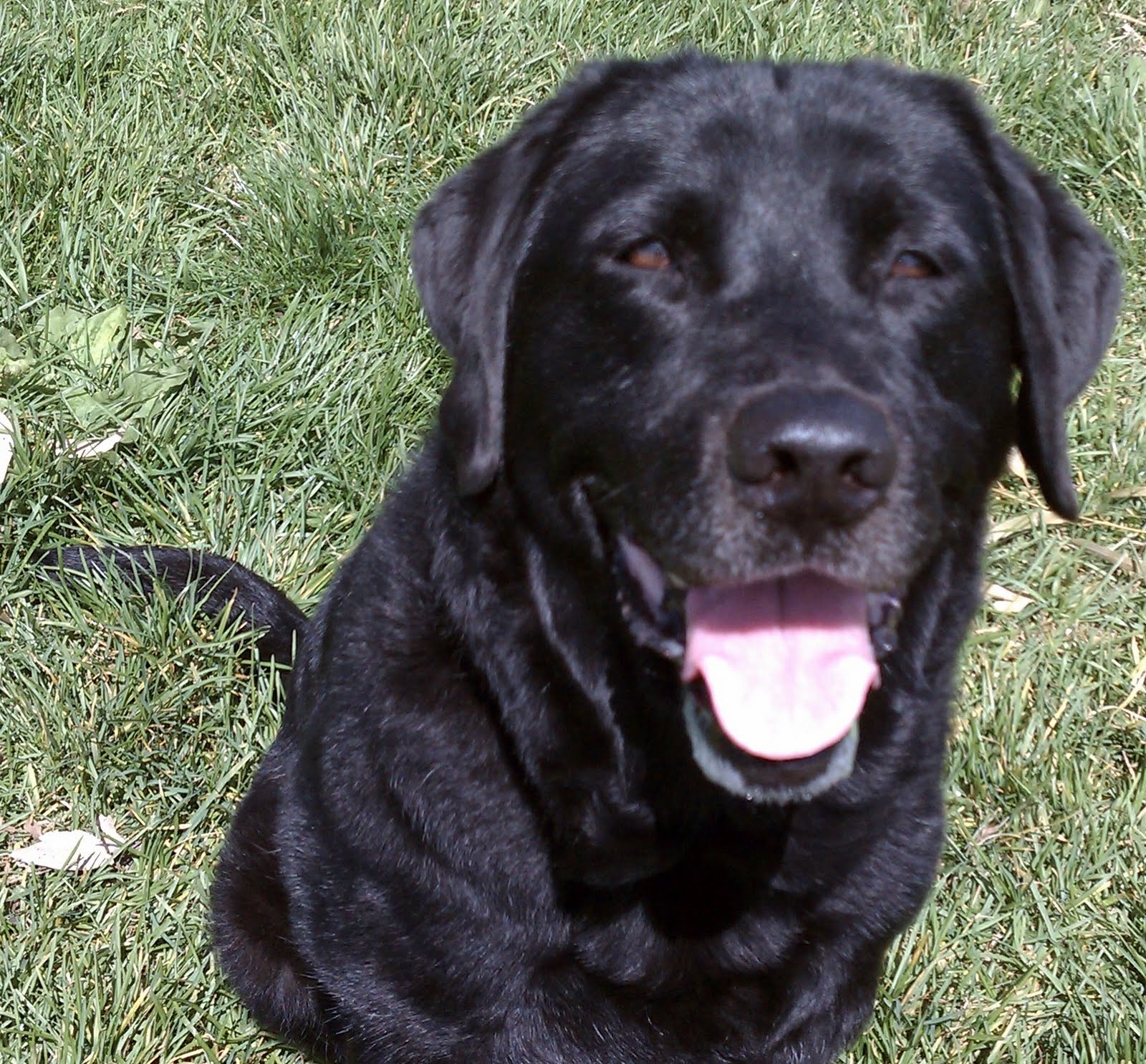 Female Black Labrador Retriever