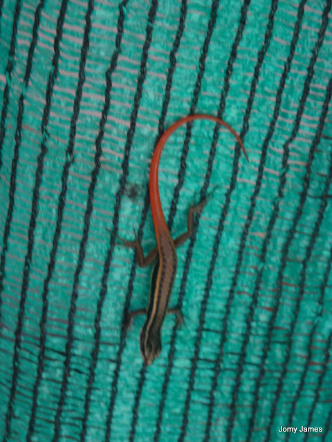 Red Tailed Lizard, Aranna