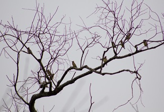 IMG_6722-1