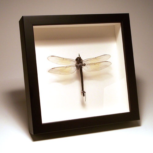 eletricbugs (19)