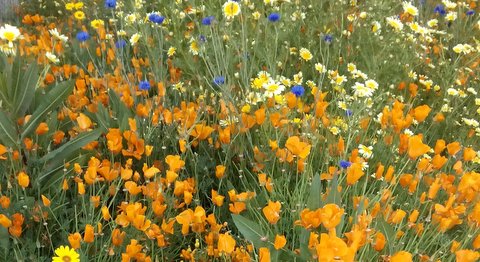 wildflowers, blurry