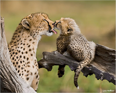 A mom cheetah with her childrens