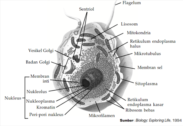 Rangkuman Biologi Bab Sel Makhluk Hidup