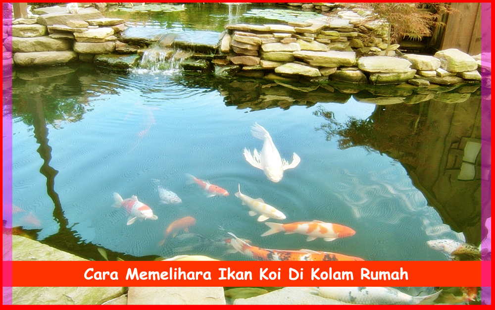 Cara Memelihara Ikan  Koi  Di Kolam  Rumah Desain  Rumah