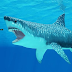 Λύθηκε το μυστήριο της εξαφάνισης του μεγαλόδοντα καρχαρία