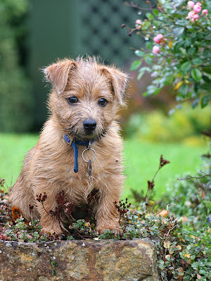 Norfolk Terrier Puppy Pictures