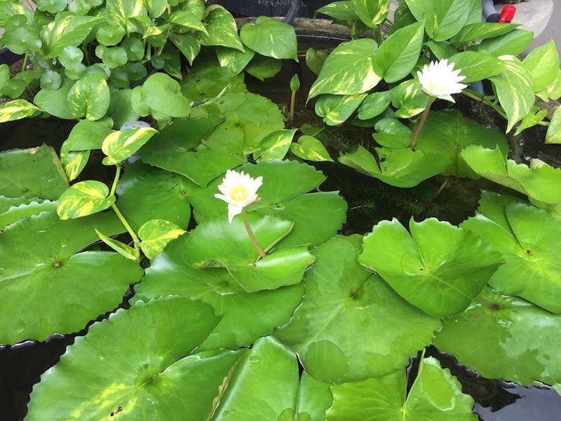 DIY Kolam Ikan Dan Tanaman Aquaponic