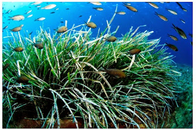 ISLAS BALEARES: POSIDONIA