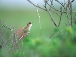 gambar burung kecil, foto burung, wallpaper burung