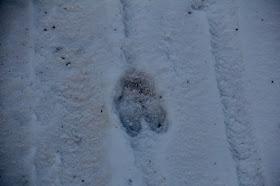 deer track without the deer