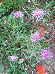 purple flowers and fall leaves