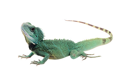  amazing, animal, beautiful, big, body, claw, clipping, clipping path, crawling, creature, creeper, creepy, environment, fauna, forest, green, iguana, isolated, isolated on white, lazy, leisure, lizard, look, lush, nature, outdoor, outside, path, pet, posing, predator, reptile, scale, serene, skin, species, spike, tropical, vertebrate, wild, wildlife, zoo