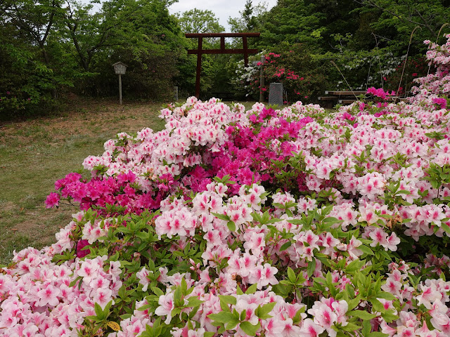 島根県松江市美保関町美保関　五本松公園　ツツジ（躑躅）