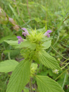 Galéopside bifide - Galeopsis bifida - Galéopsis bifide