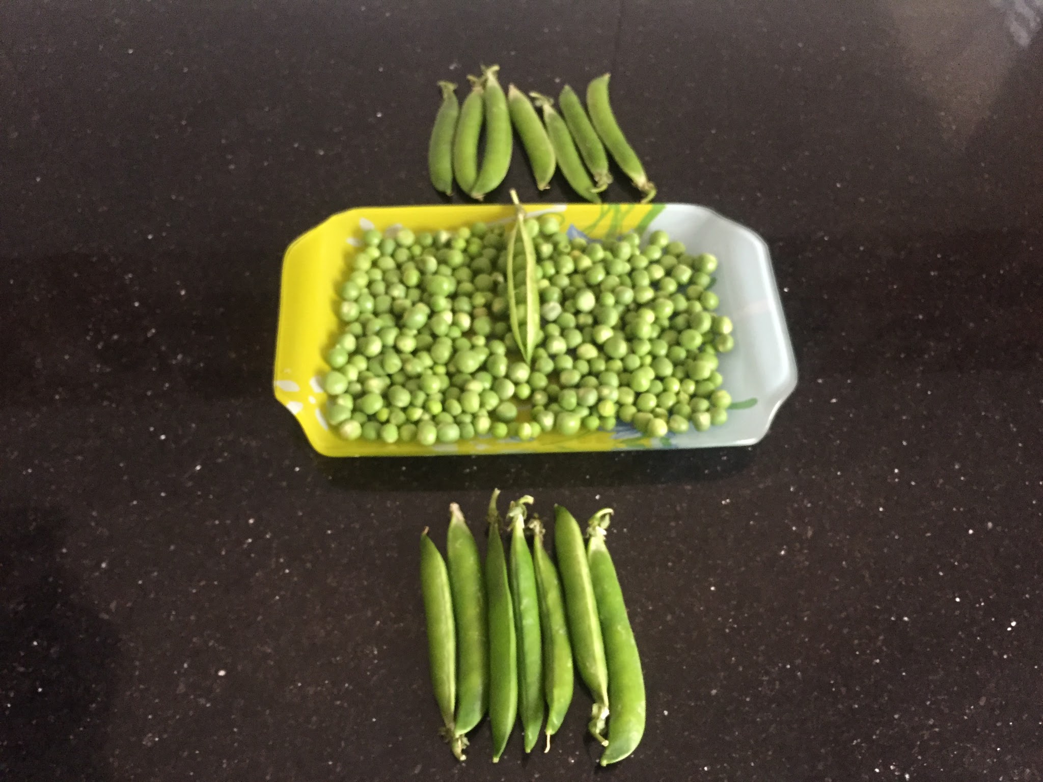 Pisum sativum is an annual plant, with a life cycle of one year. This cool-season crop grown in many parts of the world can take place in the garden from winter to early summer depending on location. The average pea weighs between 0.1 and 0.36 grams.