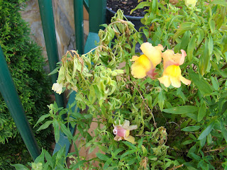 Dragonaria o boca de dragón (Antirrhinum majus f. nana)