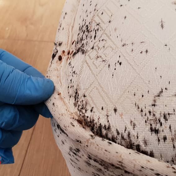 bed bug images on mattress