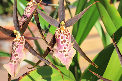 Odontoglossum-Oncidium Orchid