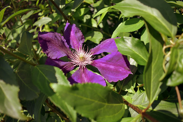 Purple large flower clematis