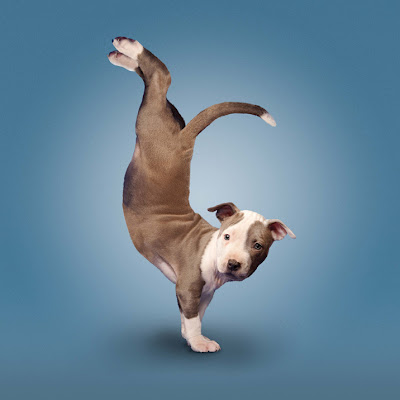 Hilarious Yoga Dogs Calendar Seen On www.coolpicturegallery.us