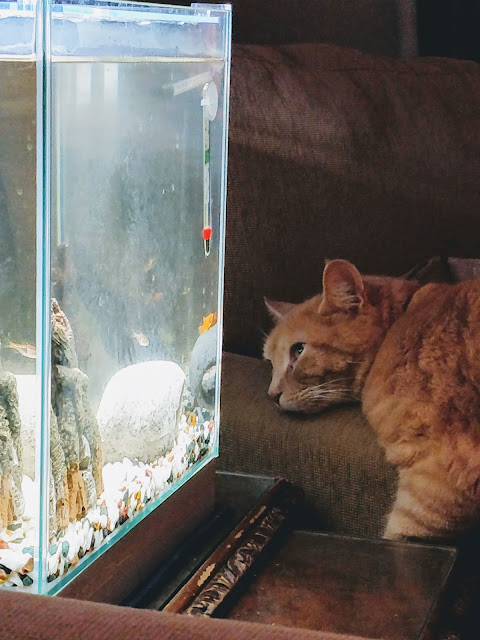 cat watches tropical fish