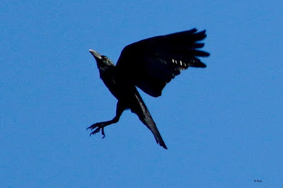 Large-billed Crow in flght from Common Buzzard counter attack