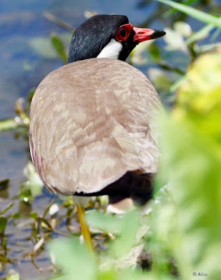 Red-wattled Lapwing - resident