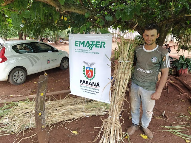 Capiaçu, uma alternativa viável para a produção de leite do município de Iretama