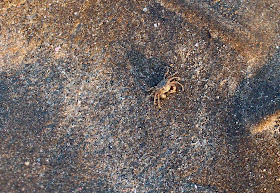 crab on the beach