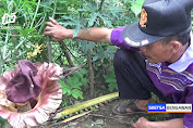 Bau Busuk Kejutkan Warga Lereng Gunung Anjasmoro, Ternyata Bunga Bangkai