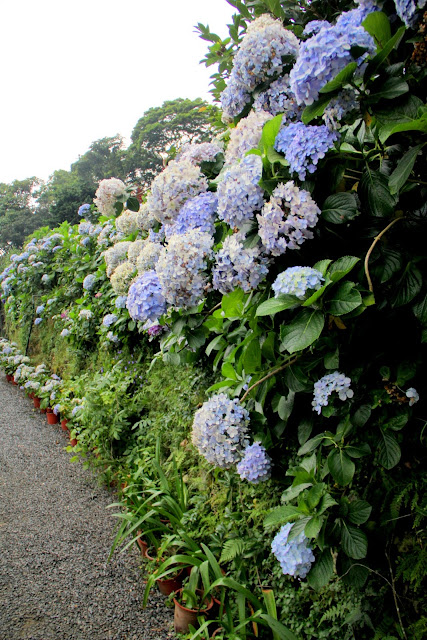 大梯田花卉生態農園 繡球花