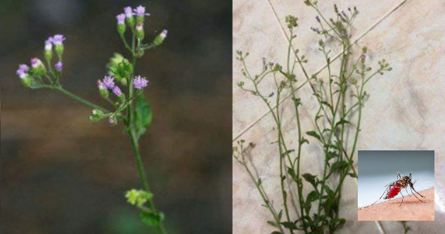 Rumput Tepi Rumah Ini Rupanya Herba Penyembuh Demam Denggi 