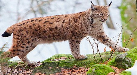 What is the name of the hardy wild cat that serves as Romania's national animal?